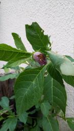 20141016_171935_zpsdbd8w21a