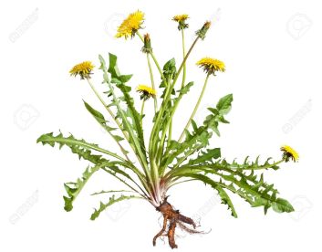 13336383-Dandelion-taraxacum-officinale-isolated-on-white-background-Stock-Photo