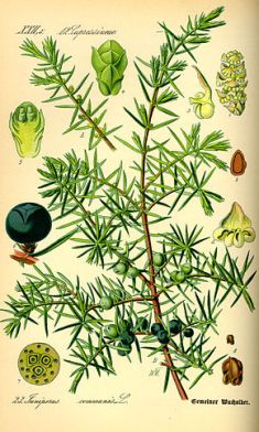 290px-illustration_juniperus_communis0