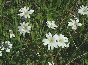 290px-stellaria_holostea_jfg