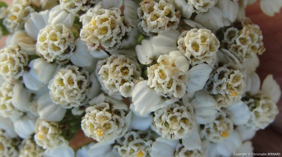 achillee-millefeuille-5-mod