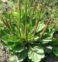 plantain-plante-medicinale