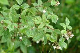 rubus-idaeus2