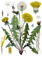 taraxacum_officinale_-_kc3b6hlere28093s_medizinal-pflanzen-135