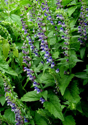 scutellaria_lateriflora