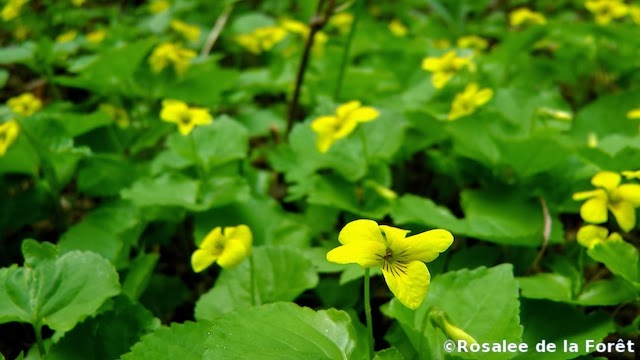 viola-glabella-herb
