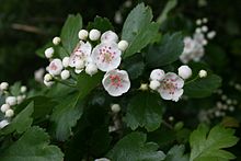 220px-crataegus-oxyacantha-flowers
