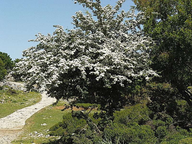 Société botanique de France