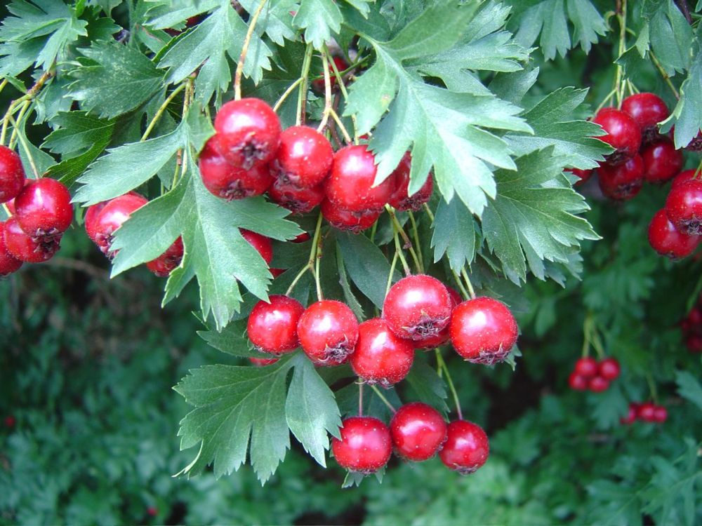 crataegus-ambigua-2