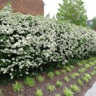 himalayan-hawthorn-crataegus-pyracantha-crenulata_1-600x600