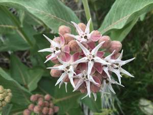 13466012_623294774486049_1166484131663116991_n