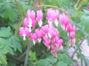 bleedingheartbyroane5-11-15dscn3734