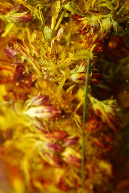 stjohswortflowerdried