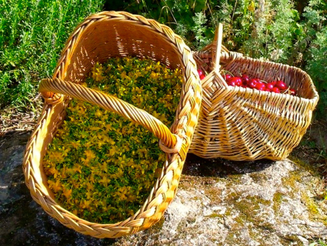 stjohswortflowerharvesting