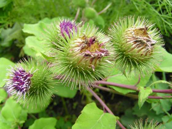 arctium-lappa-burdock