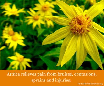 arnica-for-pain