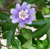 passiflora-incarnata-d