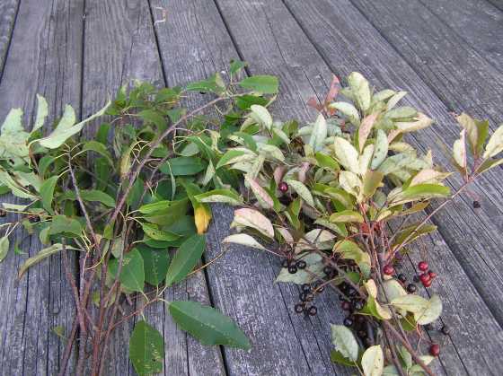 prunus-serotina-28left292cprunus-virginiana-28right29-wild-cherry-branches