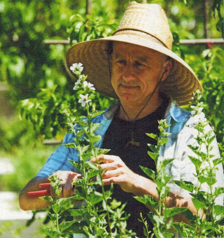 guimauve-plantes-et-sante-768x816