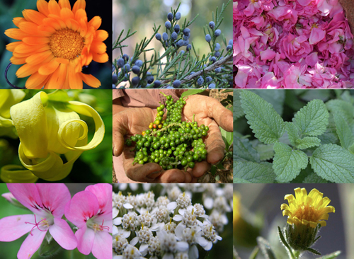 about-aromatherapy-image-sm