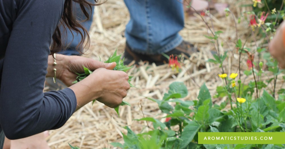 aromatic_studies_herbalists_fb