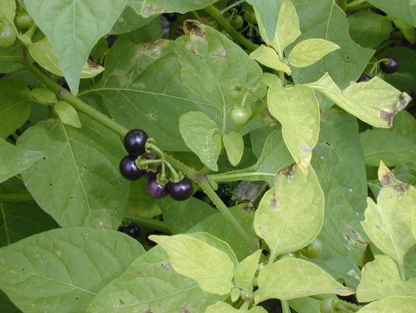 black-nightshade