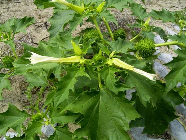 datura