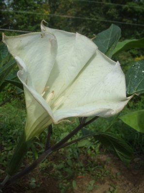 datura1