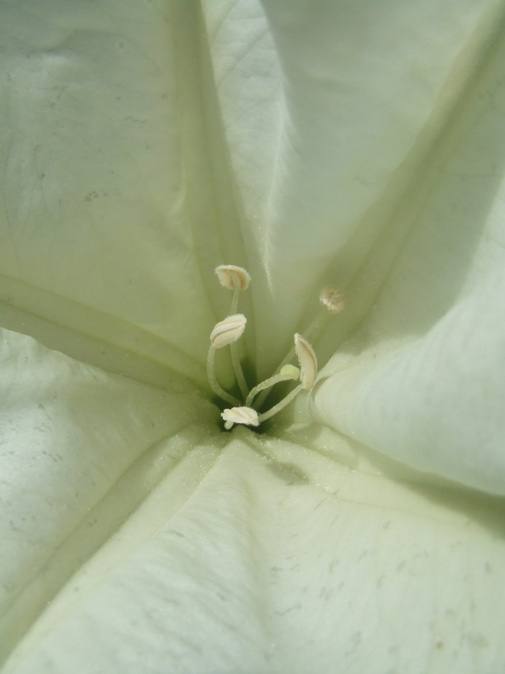 datura2