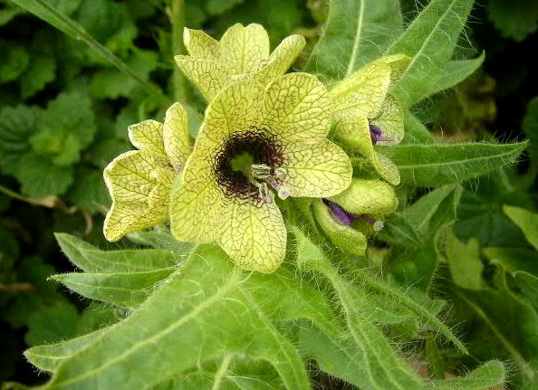 henbane