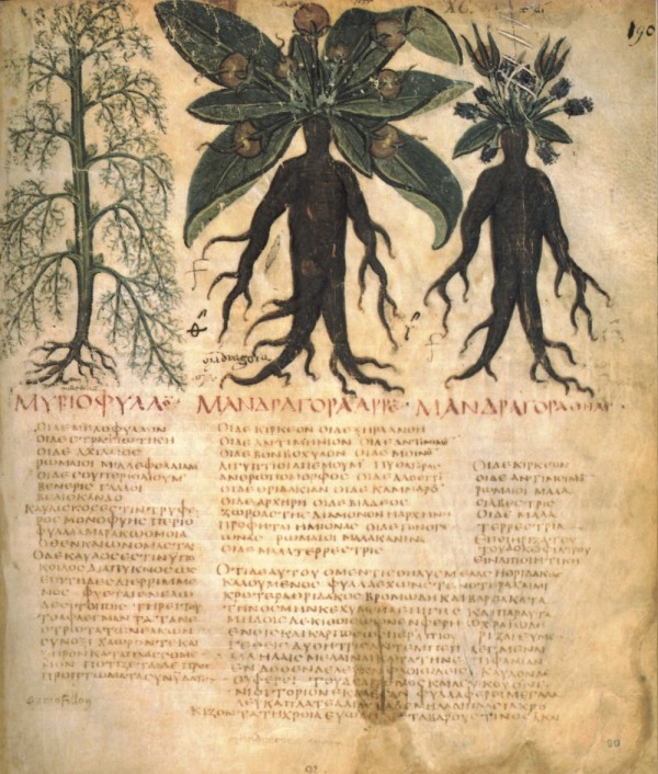 mandrake_naples_dioscurides-600x706